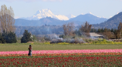 Tulip Harvesting Skagit Valley, Washington